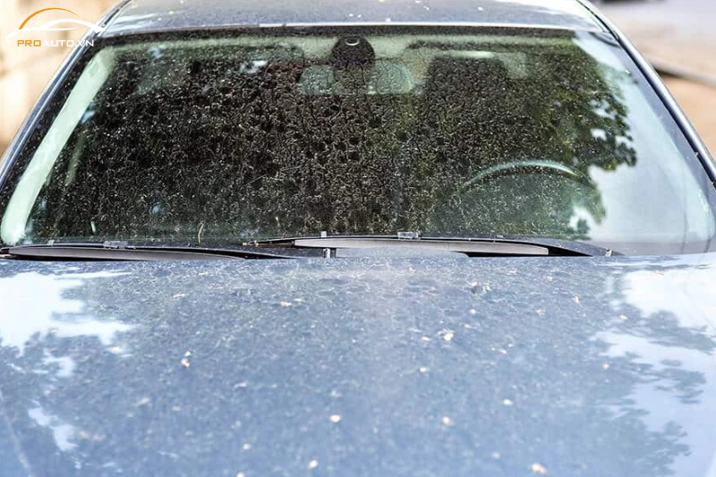 Dán PPF xe điện BYD